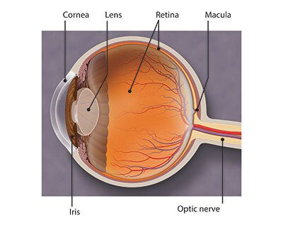A diagram of an eye with the parts labeled.